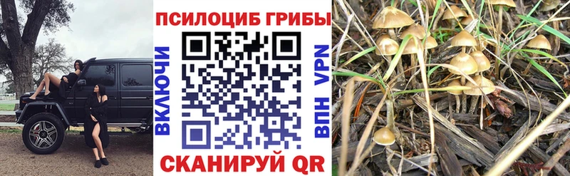 Псилоцибиновые грибы MAGIC MUSHROOMS  Калининград 